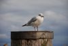 DSC_3346.jpg