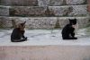 DSC_6026.jpg